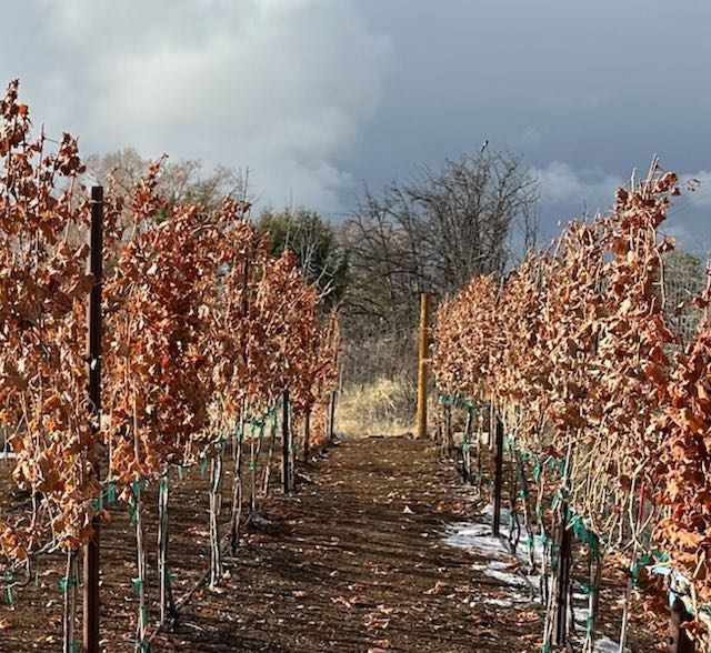 Winter vineyard